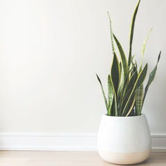 Collection image for: HOME & LIVING